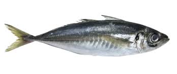 Horse Mackerel (Frozen) - 1 lb