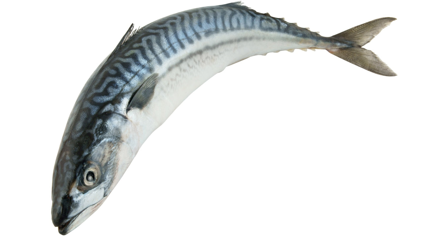 Mackerel (smooth) - Frozen - 1 lb